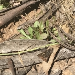 Trapezites phigalioides at Brindabella, NSW - 29 Dec 2021