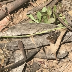 Trapezites phigalioides at Brindabella, NSW - 29 Dec 2021