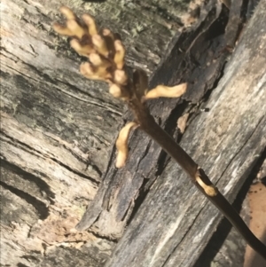 Gastrodia sp. at Brindabella, NSW - 29 Dec 2021