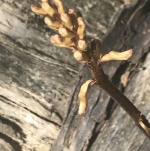 Gastrodia sp. at Brindabella, NSW - 29 Dec 2021