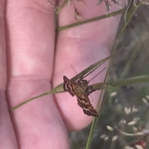 Oenogenes fugalis at Brindabella National Park - 29 Dec 2021