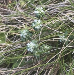 Poranthera microphylla (Small Poranthera) at Uriarra, NSW - 29 Dec 2021 by Tapirlord