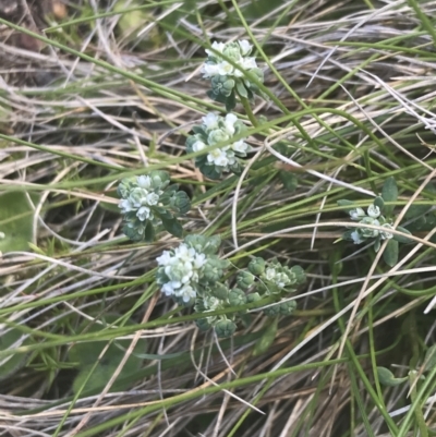 Poranthera microphylla (Small Poranthera) at Uriarra, NSW - 29 Dec 2021 by Tapirlord