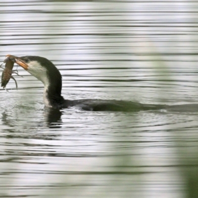 Microcarbo melanoleucos (Little Pied Cormorant) at Isabella Plains, ACT - 9 Jan 2022 by RodDeb