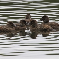 Oxyura australis (Blue-billed Duck) at Isabella Plains, ACT - 9 Jan 2022 by RodDeb