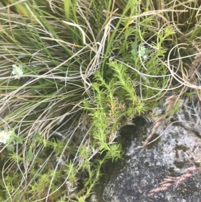 Scleranthus diander (Many-flowered Knawel) at Uriarra, NSW - 29 Dec 2021 by Tapirlord