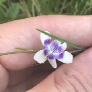 Viola hederacea at Uriarra, NSW - 29 Dec 2021 03:43 PM