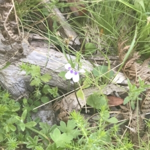 Viola hederacea at Uriarra, NSW - 29 Dec 2021 03:43 PM