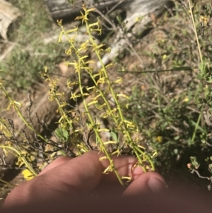 Stackhousia viminea at Uriarra, NSW - 29 Dec 2021 03:57 PM