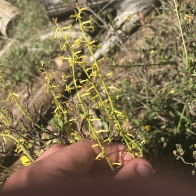 Stackhousia viminea (Slender Stackhousia) at Uriarra, NSW - 29 Dec 2021 by Tapirlord