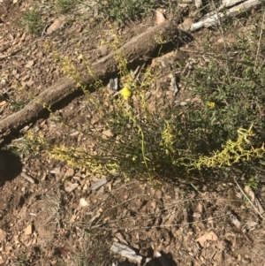 Stackhousia viminea at Uriarra, NSW - 29 Dec 2021