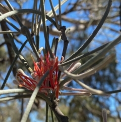 Amyema linophylla subsp. orientalis (Buloke Mistletoe) at Fentons Creek, VIC - 9 Jan 2022 by KL