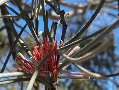 Amyema linophylla subsp. orientalis (Buloke Mistletoe) at Fentons Creek, VIC - 9 Jan 2022 by KL