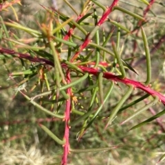 Hakea decurrens (Bushy Needlewood) at Fentons Creek, VIC - 9 Jan 2022 by KL