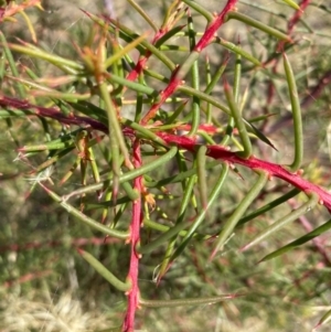 Hakea decurrens at Fentons Creek, VIC - 9 Jan 2022 03:35 PM