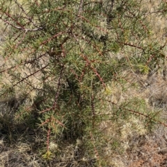 Hakea decurrens at Fentons Creek, VIC - 9 Jan 2022 03:35 PM