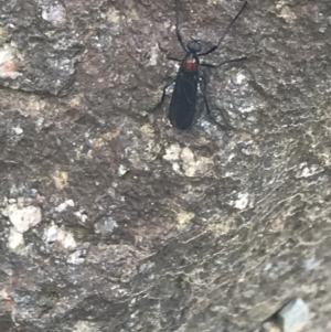 Plecia sp. (genus) at Cotter River, ACT - 29 Dec 2021