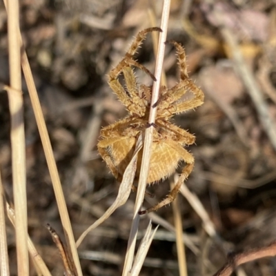 Unidentified Spider (Araneae) at Fentons Creek, VIC - 9 Jan 2022 by KL