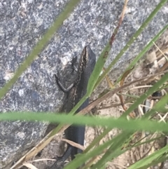 Pseudemoia entrecasteauxii (Woodland Tussock-skink) at Cotter River, ACT - 29 Dec 2021 by Tapirlord