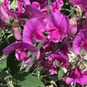 Lathyrus latifolius at Hughes, ACT - 30 Dec 2021 12:21 PM