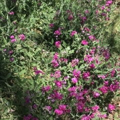 Lathyrus latifolius at Hughes, ACT - 30 Dec 2021 12:21 PM