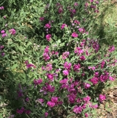 Lathyrus latifolius at Hughes, ACT - 30 Dec 2021 12:21 PM