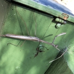 Archimantis latistyla (Stick Mantis, Large Brown Mantis) at Hughes, ACT - 9 Jan 2022 by ruthkerruish