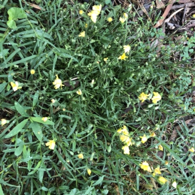 Crepis capillaris (Smooth Hawksbeard) at Hughes, ACT - 8 Jan 2022 by ruthkerruish