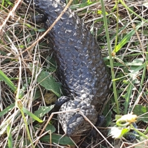 Tiliqua rugosa at Throsby, ACT - 9 Jan 2022