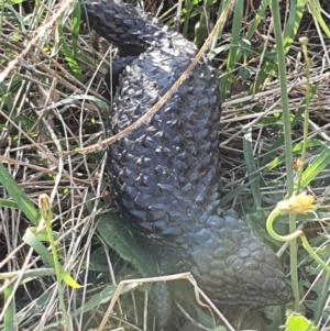 Tiliqua rugosa at Throsby, ACT - 9 Jan 2022