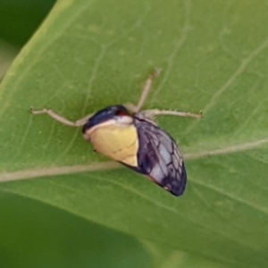 Brunotartessus fulvus at Kambah, ACT - 9 Jan 2022