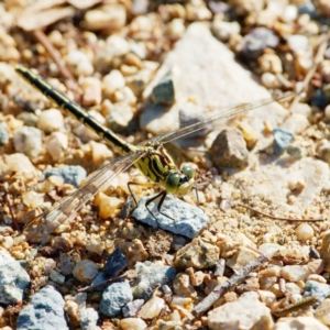 Austrogomphus guerini at Googong, NSW - 9 Jan 2022 05:53 PM