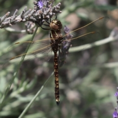 Adversaeschna brevistyla (Blue-spotted Hawker) at Cook, ACT - 9 Jan 2022 by Tammy