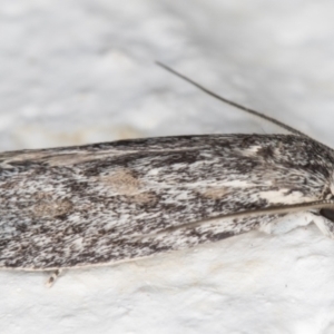 Phylomictis sarcinopa at Melba, ACT - 2 Nov 2021 09:42 PM