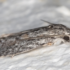 Phylomictis sarcinopa at Melba, ACT - 2 Nov 2021 09:42 PM