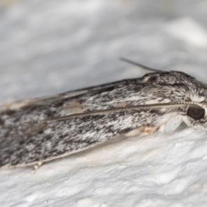 Phylomictis sarcinopa at Melba, ACT - 2 Nov 2021 09:42 PM