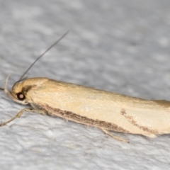 Philobota protecta at Melba, ACT - 2 Nov 2021 09:42 PM