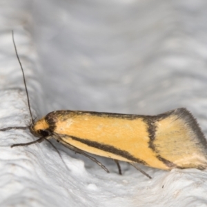 Philobota undescribed species near arabella at Melba, ACT - 2 Nov 2021 09:46 PM