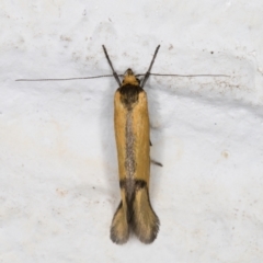 Philobota undescribed species near arabella at Melba, ACT - 2 Nov 2021