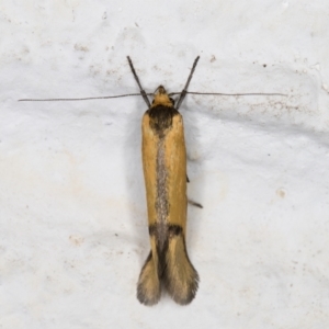 Philobota undescribed species near arabella at Melba, ACT - 2 Nov 2021 09:46 PM