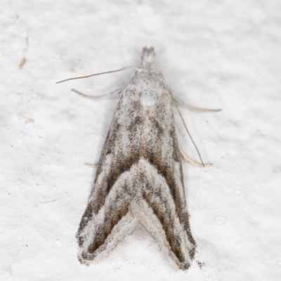 Nola paromoea (Divided Tuft-moth) at Melba, ACT - 2 Nov 2021 by kasiaaus