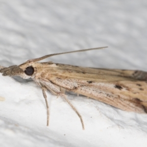 Faveria tritalis at Melba, ACT - 2 Nov 2021 09:48 PM