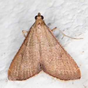 Endotricha ignealis at Melba, ACT - 2 Nov 2021