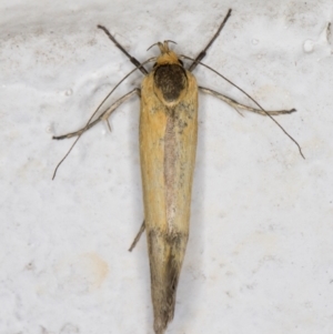 Philobota undescribed species near arabella at Melba, ACT - 2 Nov 2021