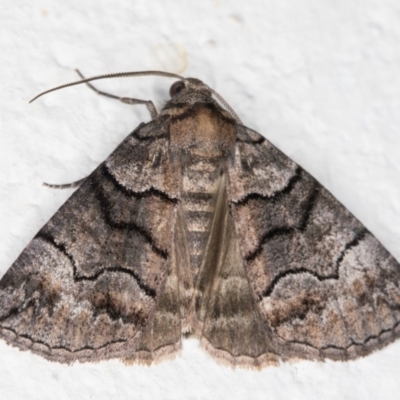 Dysbatus undescribed species (A Line-moth) at Melba, ACT - 2 Nov 2021 by kasiaaus