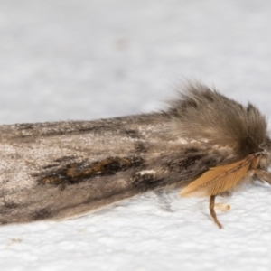 Leptocneria reducta at Melba, ACT - 2 Nov 2021