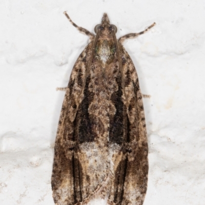 Thrincophora lignigerana (A Tortricid moth) at Melba, ACT - 2 Nov 2021 by kasiaaus