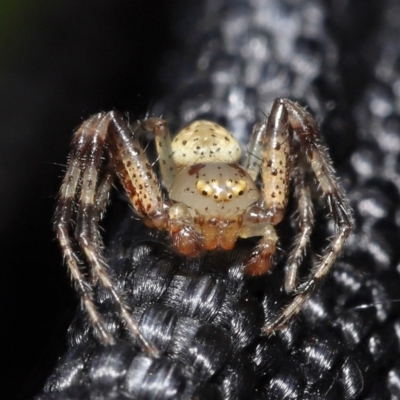 Thomisidae (family) (Unidentified Crab spider or Flower spider) at Acton, ACT - 2 Jan 2022 by TimL