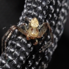 Thomisidae (family) at Acton, ACT - 2 Jan 2022 12:35 PM