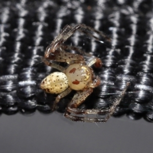 Thomisidae (family) at Acton, ACT - 2 Jan 2022 12:35 PM